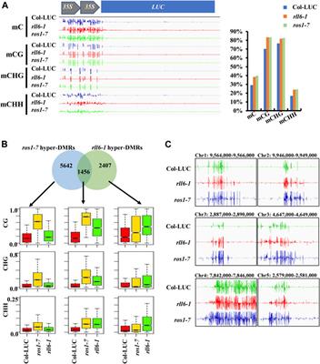 Fine mapping and characterization of RLL6 locus required for anti-silencing of a transgene and DNA demethylation in Arabidopsisthaliana